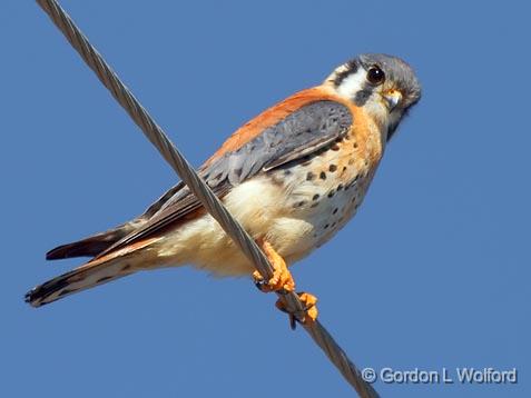 Kestrel On A Wire_38687.jpg - American Kestrel (Falco sparverius) photographed along the Gulf coast near Rockport, Texas, USA.